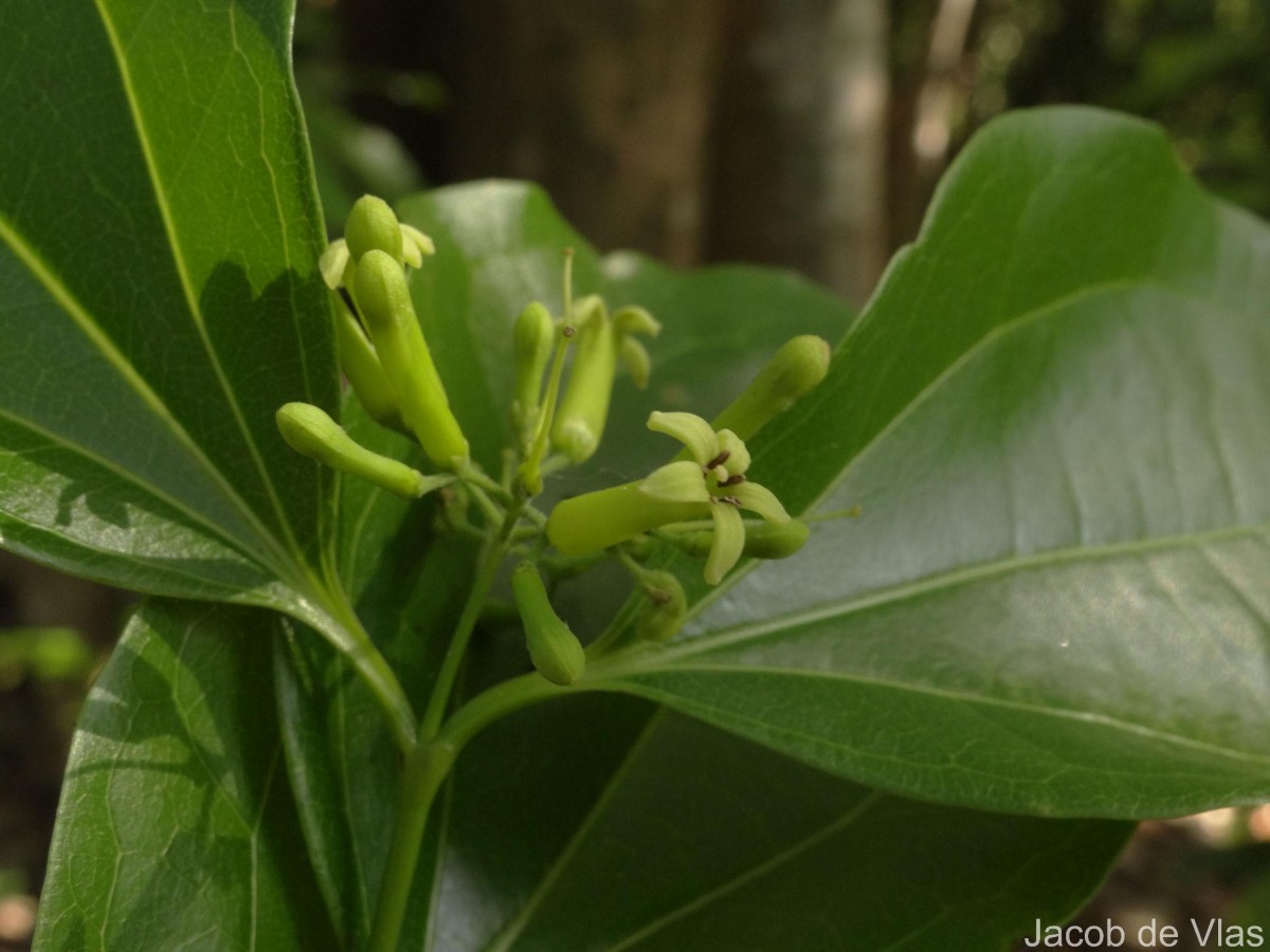 Strychnos nux-vomica L.